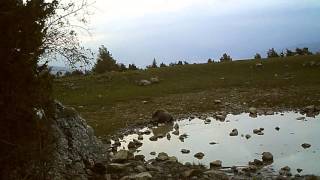 wildboar, senglar, sanglier, jabali