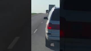 Свинья в машине