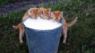 Молдавские ученые Неожиданный поворот Анекдот