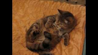 Кошка - идиотка 2