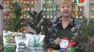 Зеленый дом №40: фикусы и уход за ними