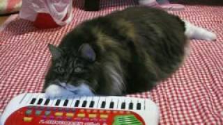 Meow loves Piano lesson nyantube