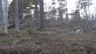 Storoxe Hoberg 13