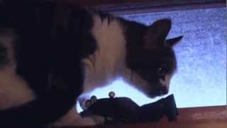 Helghast Ted: Kitty hates Helghast