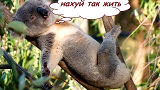 КАК ВЗРОСЛЫЙ КОАЛ СВОЮ ЖИЗНЬ ПРОКЛИНАЛ. (смешная google озвучка ivona)