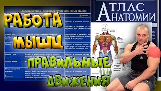 Работа мышц. Анатомия мышц человека. Что нужно знать?