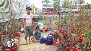 Chợ Hoa Sóc Trăng(cây mai bán vài trăm đến vài triệu một cây)