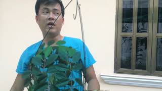 Bán lồng bẫy cu gáy ( hướng dẫn sử dụng lụp malai ) 0932495229