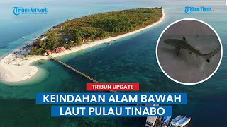 Pesona Baby Hiu dan Keindahan Alam Bawah Laut Pulau Tinabo