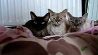 Devon Rex Girls