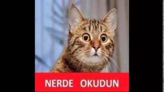 kedi caps video