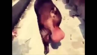 begemot