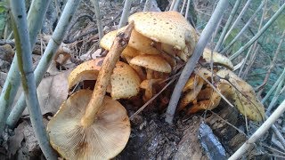 Чешуйчатка золотистая (Pholiota aurivella). Съедобный гриб. Королевский опёнок