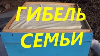 ▶️Гибель семьи ?Плохая зимовка пчел осмотр ?причины ???