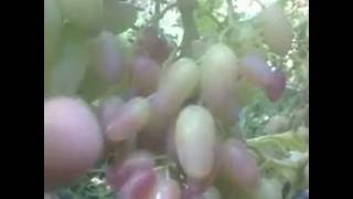 Виноград Преображение(The Grapes Transformation)