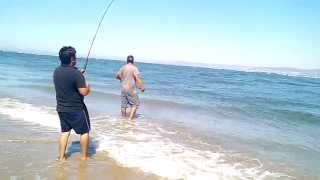 pesca en ensenada tiburon de mas de 15 kg