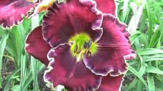 лилейник daylily BLUE RACER