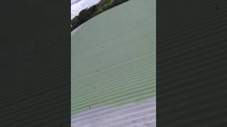 Pintando  telhado de zinco