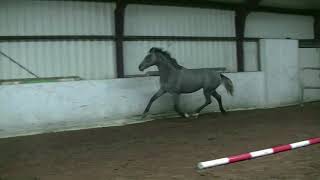 Marengo  3 years old stallion