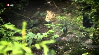 Wildkatzen in Deutschland