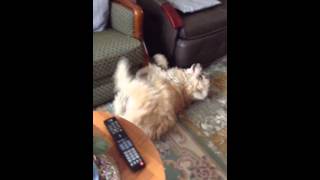 My dog Goes nuts