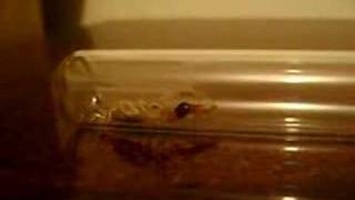Scorpion vs termite soldier