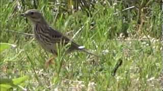 Meadow Pipit collects insects / Graspieper verzamelt insecten (Anthus Pratensis)