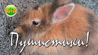 Funny Animals Пушистые кролики Рыбки Попугайчики Пушистики Видео для детей  Splendidi animali