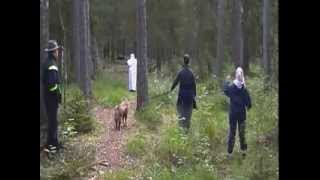 MH Finsk Lapphund Maijuntuvan Piiros Moment Skrammel Spoken Skott