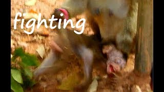Millions scare & hurt poor baby Lola |why? lady monkey fight lola | lola much hurt & cry.