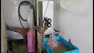 Animal gut cleaning.Limpieza de intestinos de animales.Машина обработки кишок .Почистване на черва