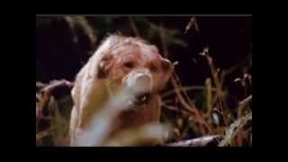 The pack (1977) Trailer