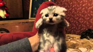 шотландские котята.
