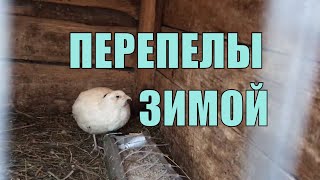 ПЕРЕПЕЛЫ зимой на улице! Что с перепелами зимой? Выживут ли перепелы зиму? | Дневник птицевода №12