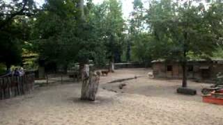 gazananocum 2010