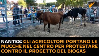 Nantes: gli agricoltori portano le mucche nel centro per protestare contro il progetto del biogas