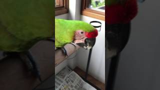 Buffon's Macaw, Great Green Macaw eating fresh coconut flesh