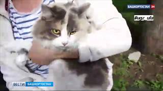 В Уфе домашний кот загнал хозяйку на дерево: видео спасения