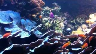 SEA LIFE London Aquarium