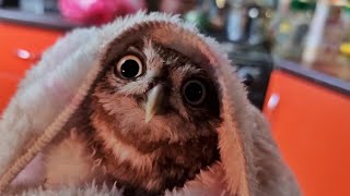 Готовим соверму из свежей молодой совы. Осторожно, ещё шевелится! Круасовсан тоже получился