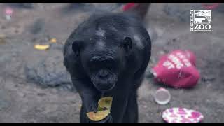 Animal Valentines - Cincinnati Zoo