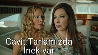 Mandıra Filozofu: Cavit tarlamızda bir inek var