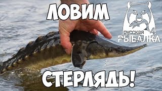Русская рыбалка 4 - Ловим стерлядь!