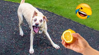 Best Funny Animal Videos 2022 and 2021 - Funniest And Cute Dogs And Cats Videos ????