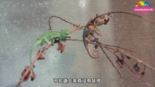未必僅依照環境背景¬變色龍變色也看心情
