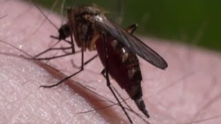加州卫生部预警 防止蚊子传播病毒(防蚊_兹卡病毒)