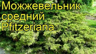Можжевельник средний Пфитцериана. Краткий обзор, описание характеристик juniperus media Pfitzeriana