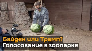 Шуточное голосование: животные предсказали исход выборов в США