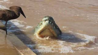 hamerkop and crocodile fishing.