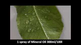OROSORB vs Mineral oil on citrus